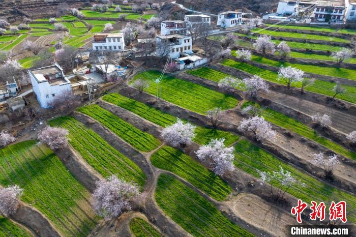 白松鎮(zhèn)層層麥田綠意盎然，與桃林構(gòu)成一幅美麗的鄉(xiāng)村畫卷?！⒅铱?攝