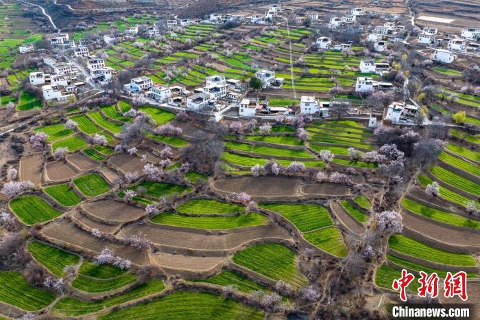 白松鎮(zhèn)桃花林中的白藏房?！⒅铱?攝