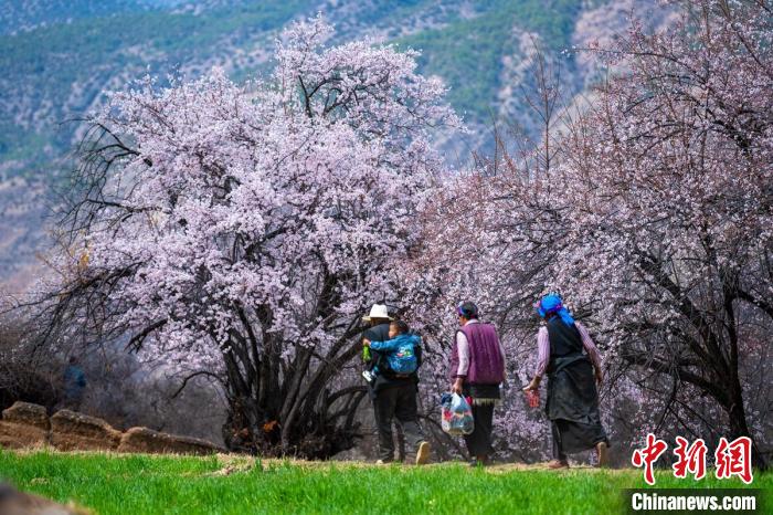 行走在麥田和桃樹下的白松鎮(zhèn)村民?！⒅铱?攝