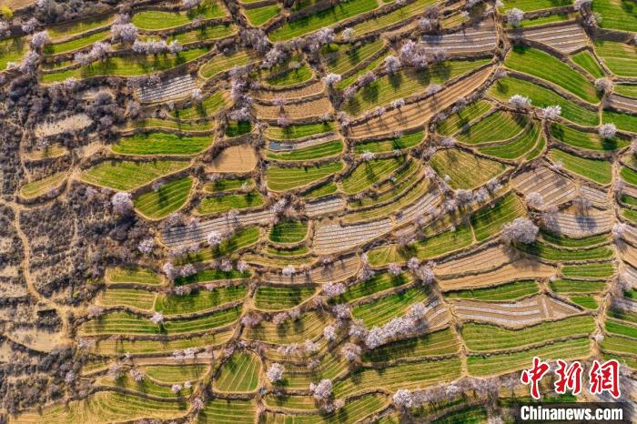 空中俯瞰得榮縣白松鎮(zhèn)的高山麥田和桃林?！⒅铱?攝