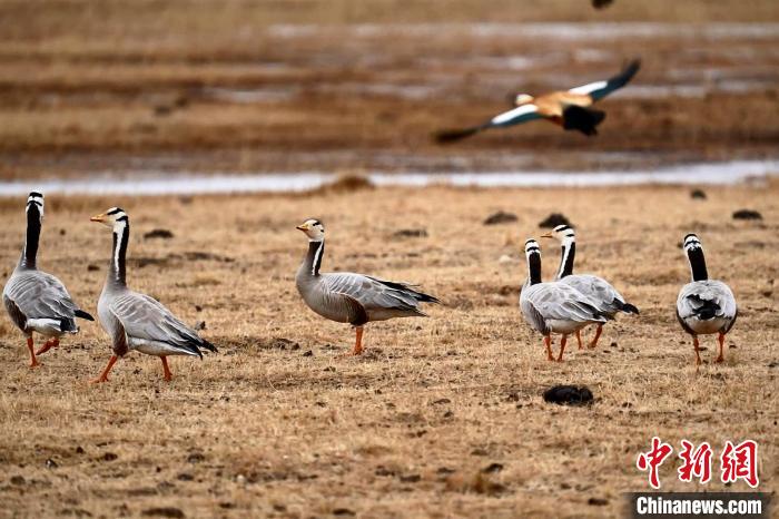 圖為成群的斑頭雁?！“?攝
