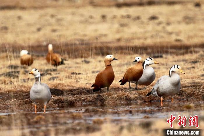 圖為斑頭雁和赤麻鴨?！“?攝