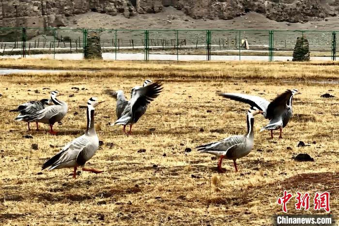 圖為斑頭雁。　包雷 攝