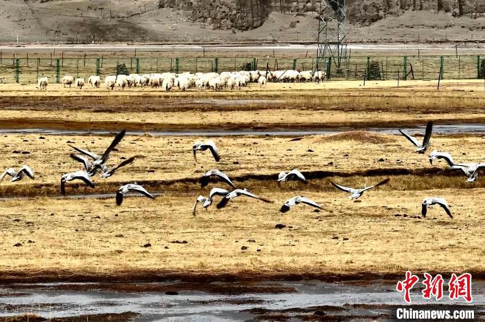圖為斑頭雁在羊群邊飛翔?！“?攝