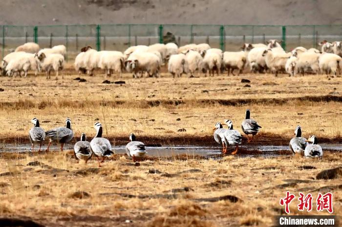 圖為羊群邊的成群斑頭雁?！“?攝
