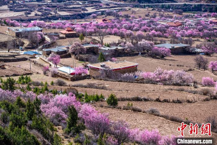 道孚麻灣村房前屋后的杏花繞村怒放?！『涡秀?攝