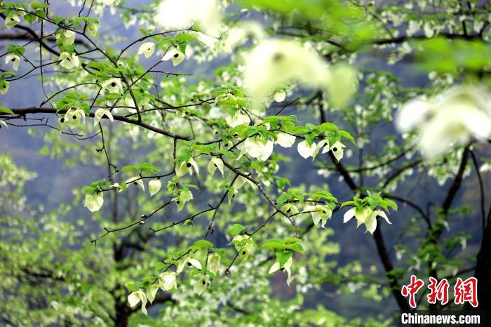 珙桐在春末夏初之際開(kāi)花，花期較短?！螚?攝