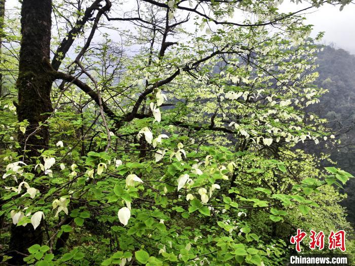 山谷兩側(cè)高大繁茂的珙桐樹(shù)。　呂楊 攝