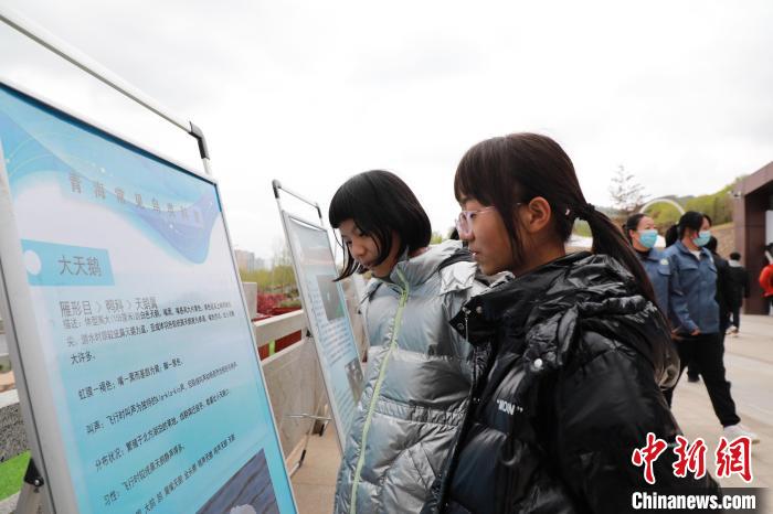 圖為學(xué)生通過(guò)展板了解青海常見(jiàn)鳥(niǎo)類?！●R銘言 攝