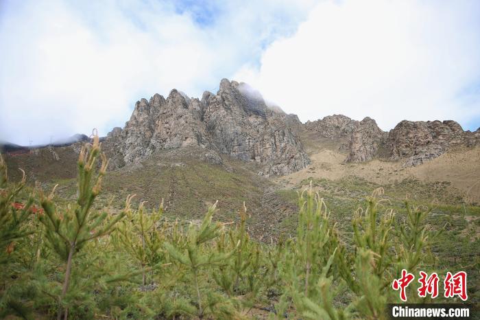 圖為拉薩南北山綠化工程拉薩曲水縣才納村5號片區(qū)?！∝暣_ 攝