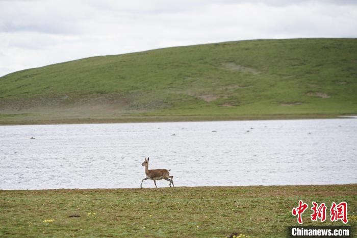 圖為藏原羚在扎陵湖岸畔悠閑漫步?！●R銘言 攝