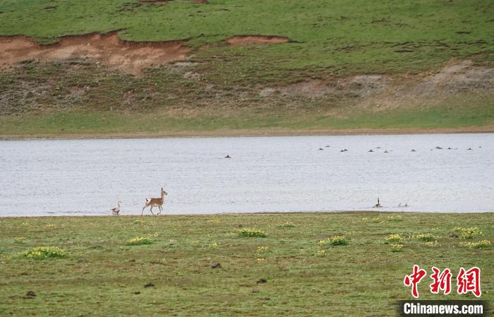 圖為藏原羚在扎陵湖岸畔悠閑漫步?！●R銘言 攝