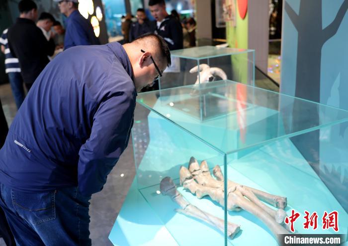 圖為臺商在祁連山國家公園生態(tài)科普館內(nèi)觀看標(biāo)本?！⊙Φ?攝