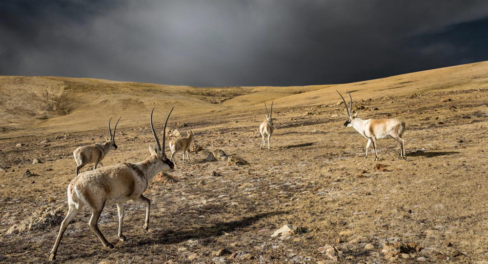 “高原精靈”藏羚羊。尼瑪多吉攝