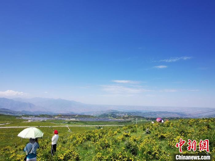 2020年07月07日拍攝于臨夏州積石山縣境內(nèi)，生態(tài)環(huán)境逐漸恢復(fù)，小黃花開遍山間。(資料圖) 殷春永 攝