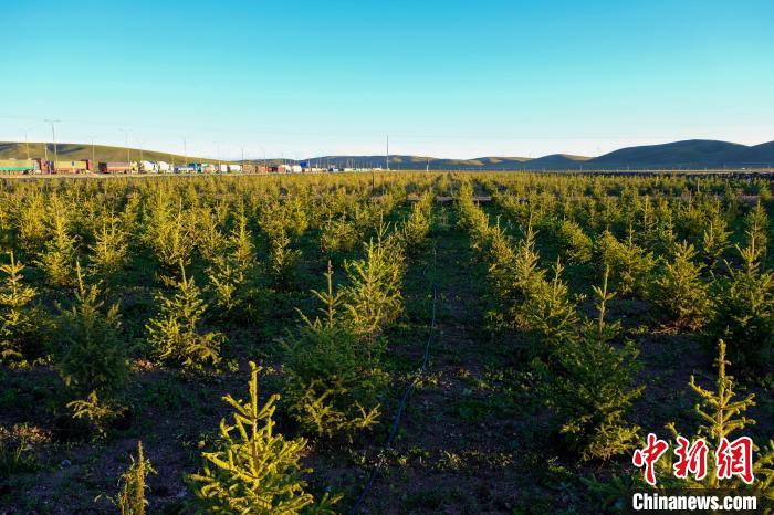 圖為科技團隊在海拔4500米的西藏那曲種出“小森林”，其中超過7成成功越過5個冬天?！〗w波 攝