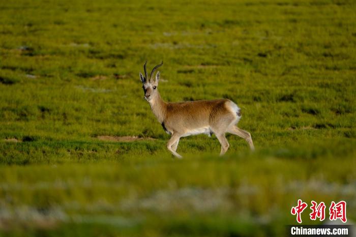 圖為西藏納木錯湖邊的藏原羚休閑覓食?！〗w波 攝