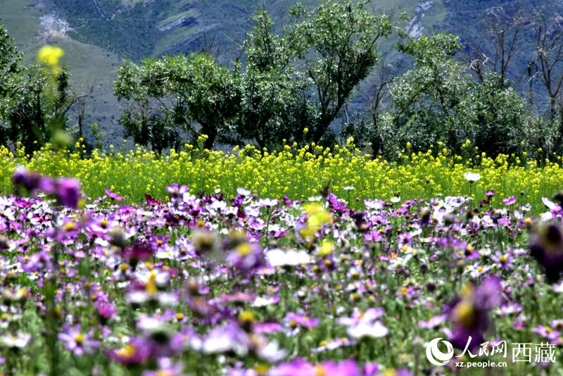 油菜花與格桑花相映成趣。人民網(wǎng) 李海霞攝