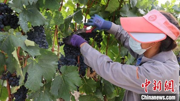 圖為當(dāng)?shù)卮迕癫烧咸??！∩侥仙Ｈ湛h委宣傳部提供