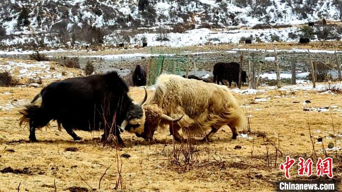 圖為角木那村生態(tài)散養(yǎng)的牦牛正在嬉戲。　巴桑曲扎 　攝