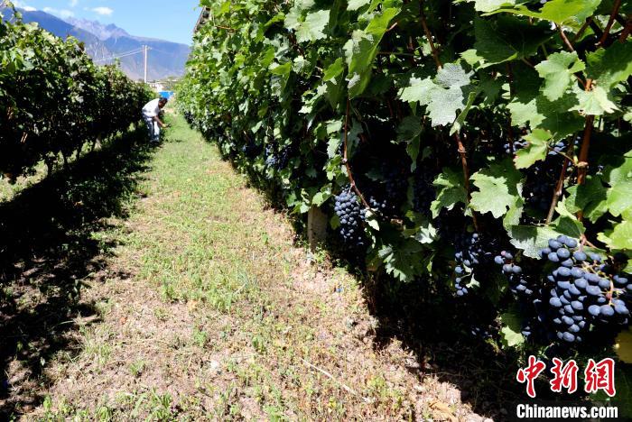 昌都芒康縣依托“兩江流域”干熱河谷地帶地理優(yōu)勢將康巴蜜橘、蘋果、甜石榴、葡萄、蜜桃等經(jīng)濟林木種植。　昌都市芒康縣委宣傳部供圖