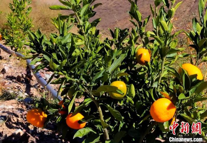 昌都芒康縣依托“兩江流域”干熱河谷地帶地理優(yōu)勢將康巴蜜橘、蘋果、甜石榴、葡萄、蜜桃等經(jīng)濟林木種植。　昌都市芒康縣委宣傳部供圖