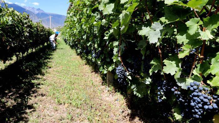 昌都芒康縣依托“兩江流域”干熱河谷地帶地理優(yōu)勢將康巴蜜橘、蘋果、甜石榴、葡萄、蜜桃等經(jīng)濟(jì)林木種植?！〔际忻⒖悼h委宣傳部供圖