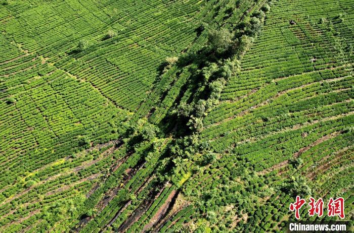 圖為西藏林芝市墨脫縣果果塘大拐彎附近的茶田。(無人機(jī)照片) 李林 攝