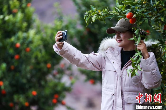 西藏芒康:冬至前康巴蜜橘喜獲豐收