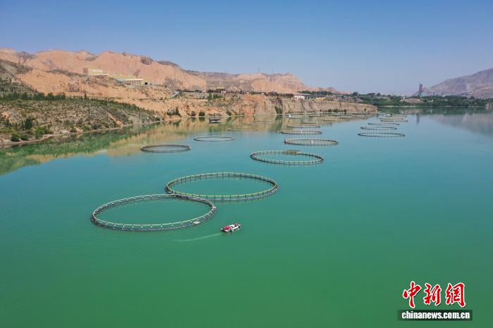 青海尖扎黃河水近五年養(yǎng)殖3500余噸高原冷水魚(yú)