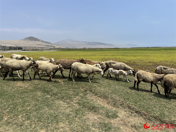 當(dāng)?shù)貢r(shí)間11月15日，羊群在錢凱港附近的圣羅莎濕地棲息。人民網(wǎng)記者 周雨攝