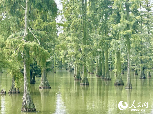 湖北省武漢漲渡湖濕地，池杉“破水而出”。人民網(wǎng)記者 張沛攝