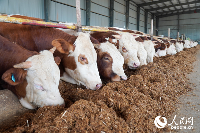 在思博農(nóng)業(yè)科技有限公司內(nèi)，肉牛正在吃秸稈轉(zhuǎn)化的飼料。人民網(wǎng)記者 陳若天攝