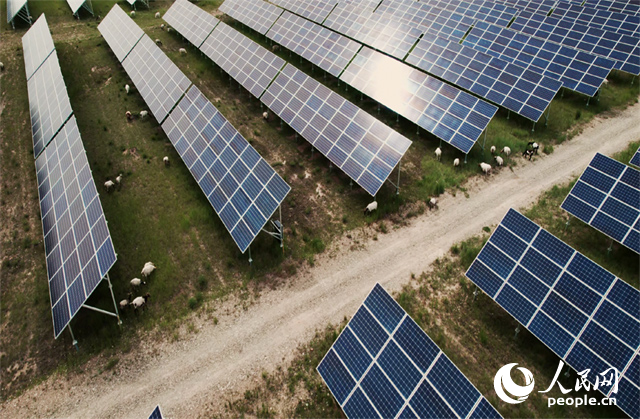 羊群在青海省海南州共和縣塔拉灘的光伏園區(qū)內(nèi)吃草。人民網(wǎng)記者 馬天翼攝