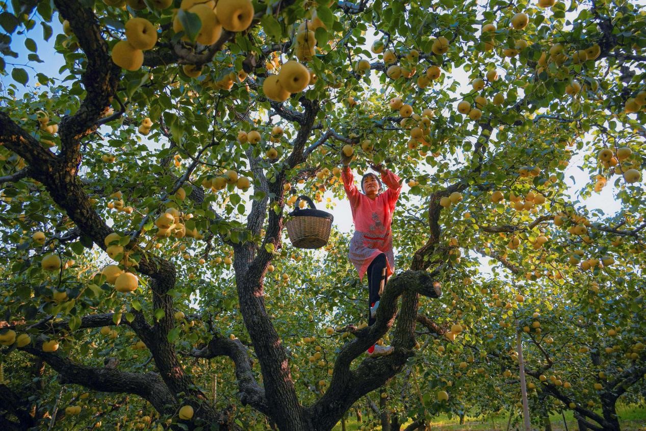 2024年10月4日，安徽省宿州市碭山縣程莊鎮(zhèn)衡樓村百年老梨園里，梨農(nóng)在忙著采摘酥梨。來源:人民圖片