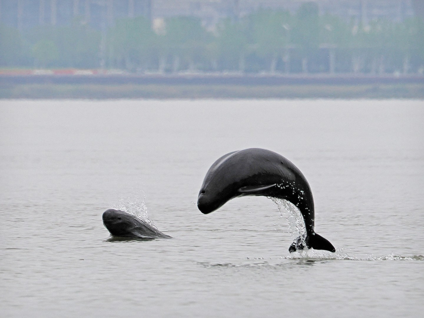 文化中國(guó)行 長(zhǎng)江之歌丨微笑的江豚，從四千年前“游”來