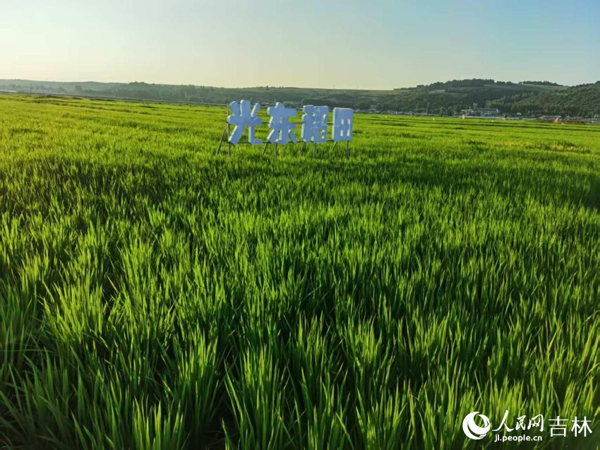 光東村稻田風(fēng)景美如畫（資料圖片）。人民網(wǎng)記者 王海躍攝