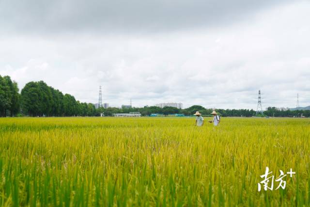 文化組的兩名成員正行走在稻田里。
