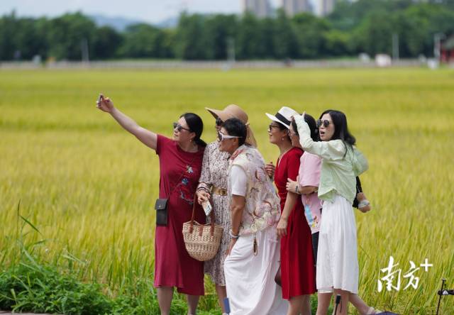 游客們在崖口村稻田前合影。