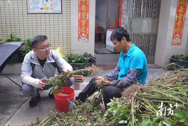 土地組成員張國強(qiáng)一邊幫村民做農(nóng)活一邊聊天。