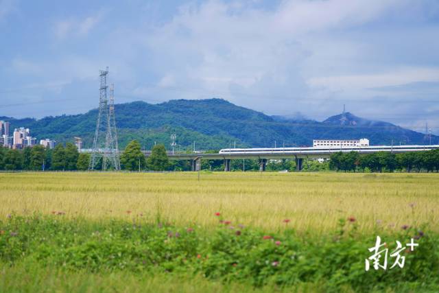 高鐵掠過崖口村稻田。