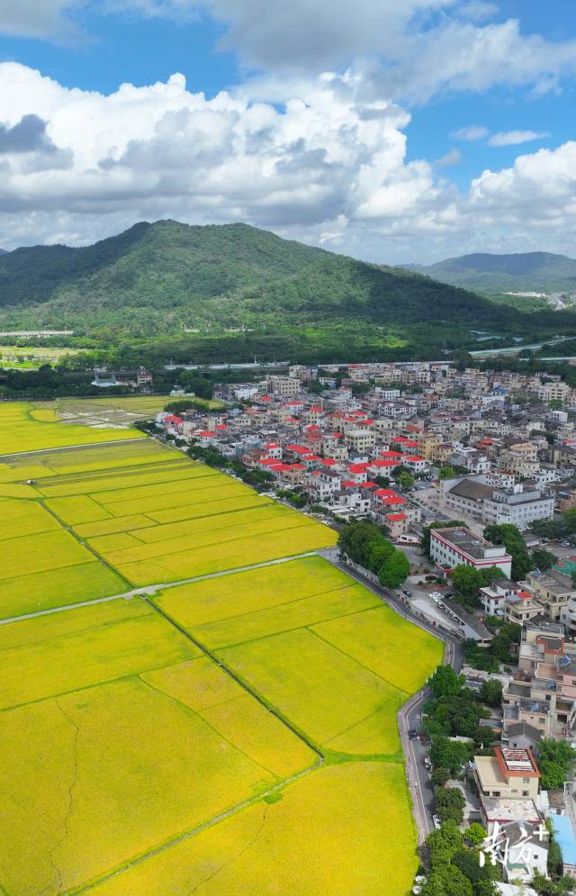 崖口村全景。
