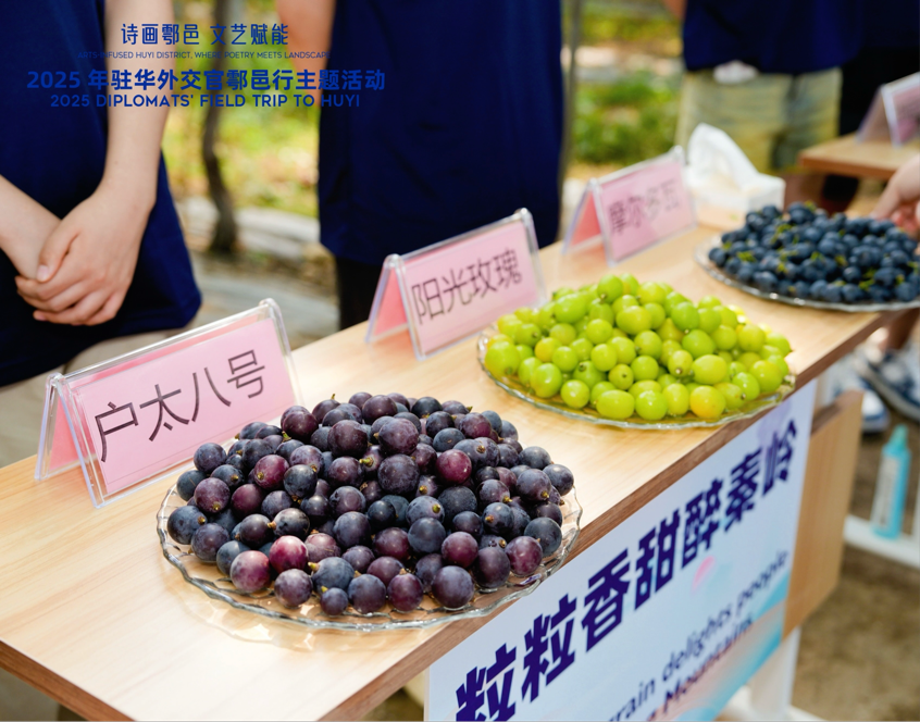 智慧“種”進(jìn)葡萄園 駐華外交官品讀鄉(xiāng)村振興“中國(guó)甜”_fororder_圖片2