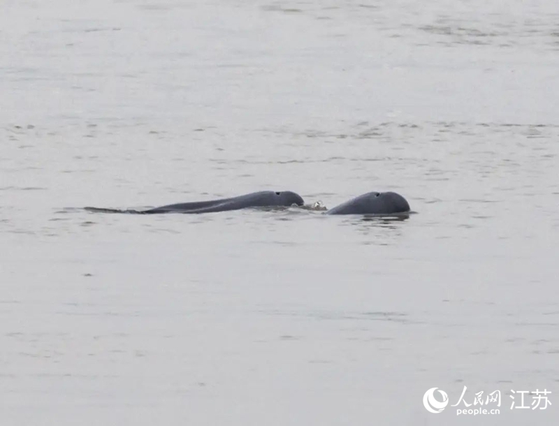 在南京長江新濟(jì)洲國家濕地公園拍到的江豚。人民網(wǎng)記者 王丹丹攝