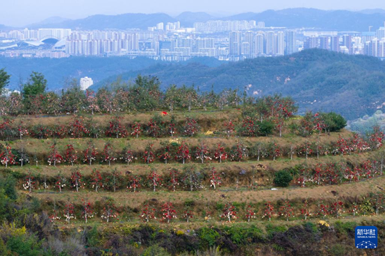 【高質(zhì)量發(fā)展看陜西】“上天”的延安蘋(píng)果，蘊(yùn)藏哪些新質(zhì)生產(chǎn)力