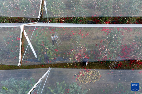 【高質(zhì)量發(fā)展看陜西】“上天”的延安蘋(píng)果，蘊(yùn)藏哪些新質(zhì)生產(chǎn)力