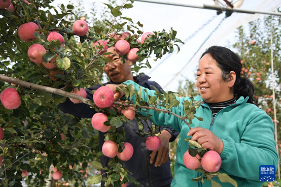 【高質(zhì)量發(fā)展看陜西】“上天”的延安蘋(píng)果，蘊(yùn)藏哪些新質(zhì)生產(chǎn)力