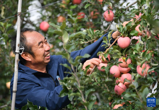 【高質(zhì)量發(fā)展看陜西】“上天”的延安蘋(píng)果，蘊(yùn)藏哪些新質(zhì)生產(chǎn)力