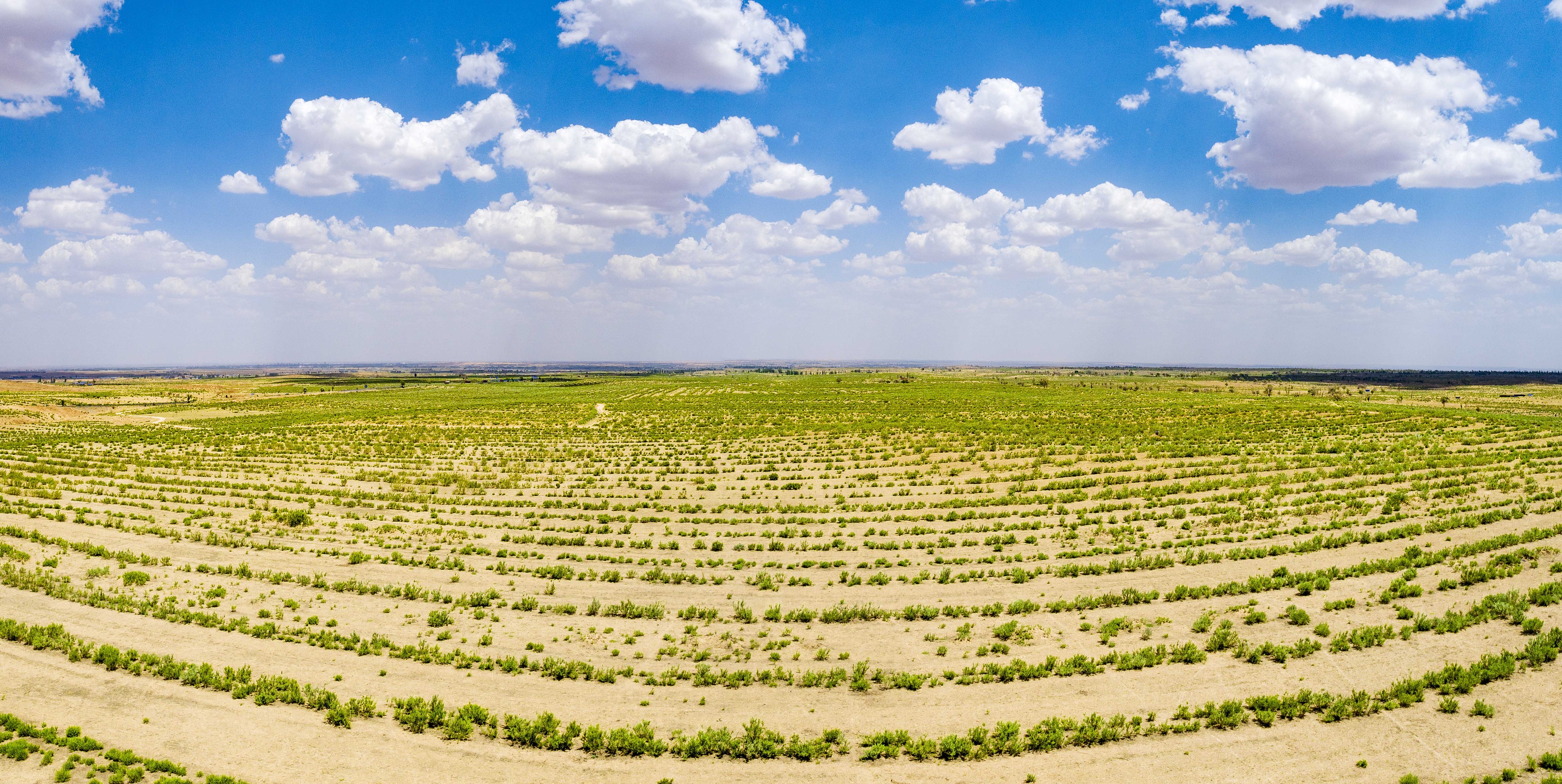 2023年6月7日，內(nèi)蒙古鄂爾多斯，毛烏素沙漠。