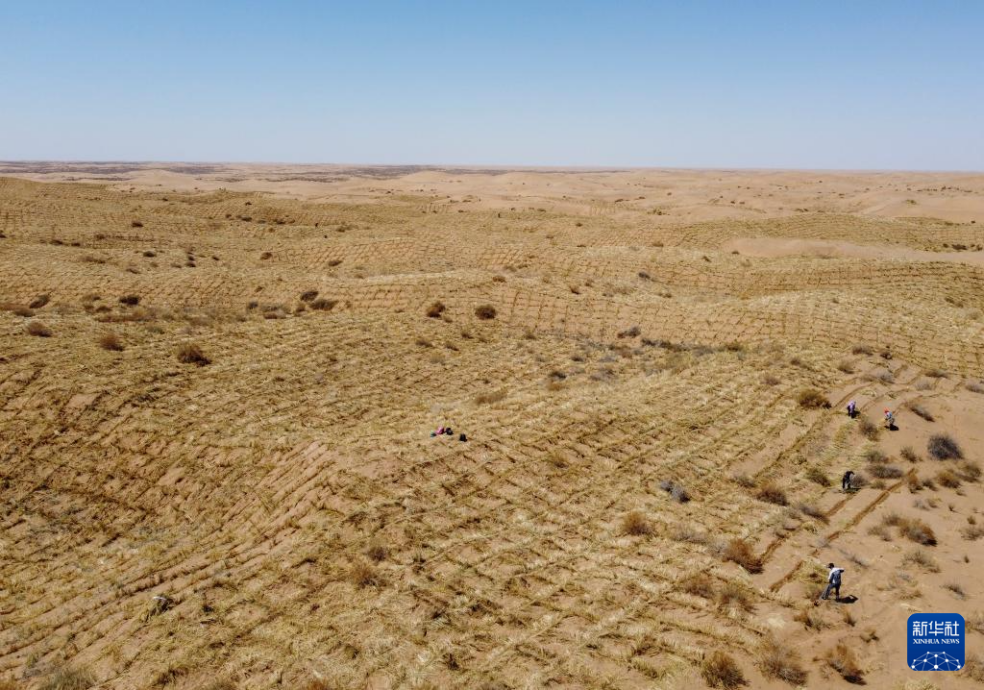 2024年4月10日，群眾在古浪縣八步沙林場(chǎng)麻黃塘沙區(qū)用草方格壓沙。新華社發(fā)（無(wú)人機(jī)照片）